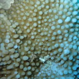 Rice Coral, photo 11