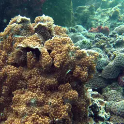 Rice Coral, photo 12