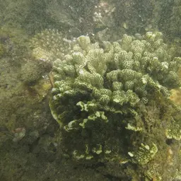 Pore Coral, photo 2