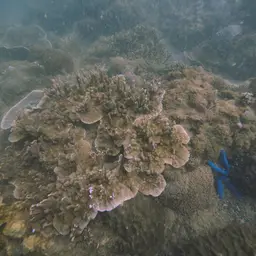 Pore Coral, photo 3