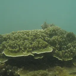 Pore Coral, photo 1