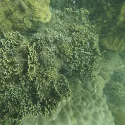 Pore Coral, photo 4
