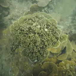 Pore Coral, photo 5