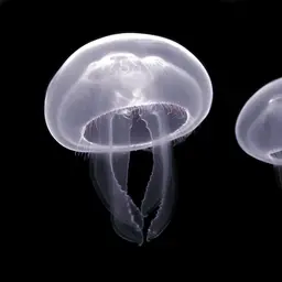 Moon Jellyfish, photo 1