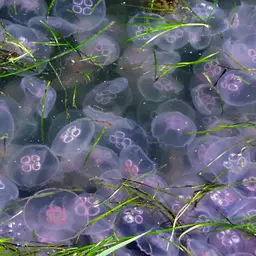 Moon Jellyfish, photo 2