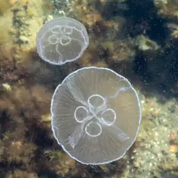 Moon Jellyfish, photo 3