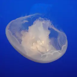 Moon Jellyfish, photo 5