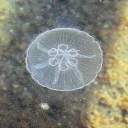 Moon Jellyfish, photo 6