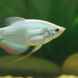 Moonlight Gourami, photo 9