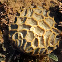 Giant Star Coral, photo 1