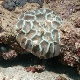 Giant Star Coral, photo 2