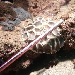 Giant Star Coral, photo 3