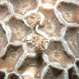 Giant Star Coral, photo 4