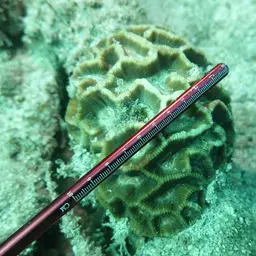Giant Star Coral, photo 5