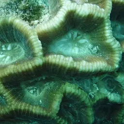 Giant Star Coral, photo 6