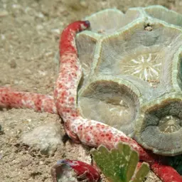 Giant Star Coral, photo 7
