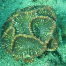 Giant Star Coral, photo 8