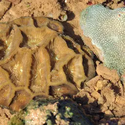 Giant Star Coral, photo 9