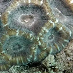 Giant Star Coral, photo 11