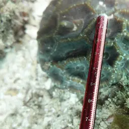 Giant Star Coral, photo 12