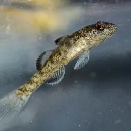 Sarasin's Goby, photo 1