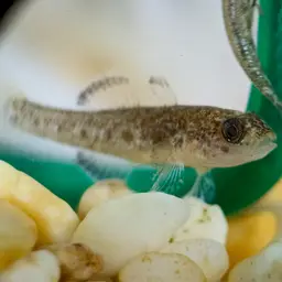 Sarasin's Goby, photo 2