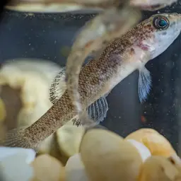 Sarasin's Goby, photo 3