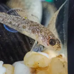 Sarasin's Goby, photo 4