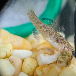 Sarasin's Goby, photo 5