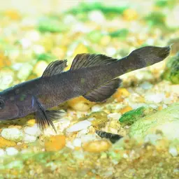 Sarasin's Goby, photo 6
