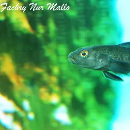 Sarasin's Goby, photo 7