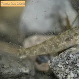 Sarasin's Goby, photo 8