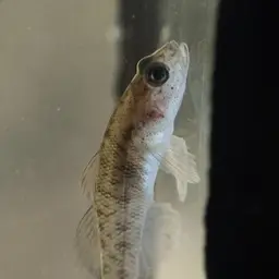 Sarasin's Goby, photo 9