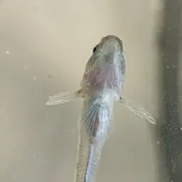 Sarasin's Goby, photo 10