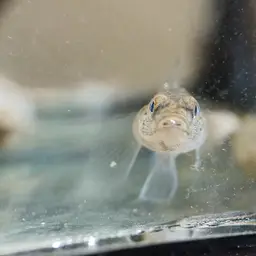 Sarasin's Goby, photo 11