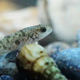 Sarasin's Goby, photo 12