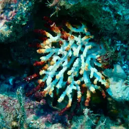 Brown Gorgonian