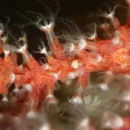 Brown Gorgonian, photo 2