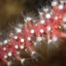 Brown Gorgonian, photo 3