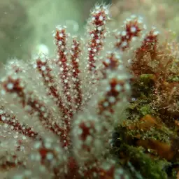 Brown Gorgonian, photo 4