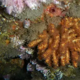 Brown Gorgonian, photo 5