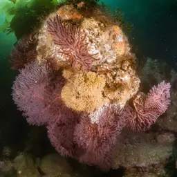 Brown Gorgonian, photo 6
