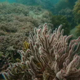 Brown Gorgonian, photo 7