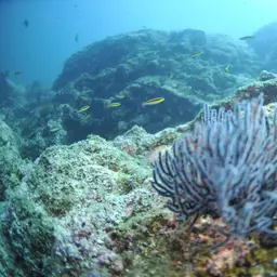 Brown Gorgonian, photo 8