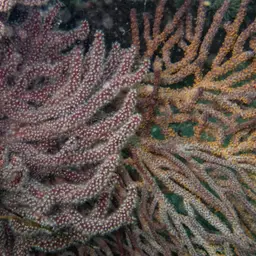 Brown Gorgonian, photo 9