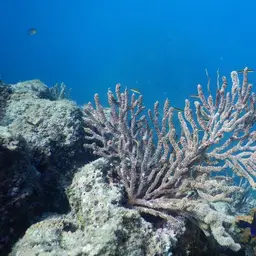 Brown Gorgonian, photo 10