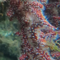 Brown Gorgonian, photo 11