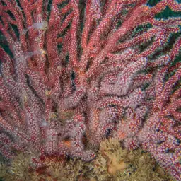 Brown Gorgonian, photo 12