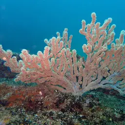 Delicate Spiny Sea Fan