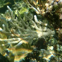 Delicate Spiny Sea Fan, photo 2